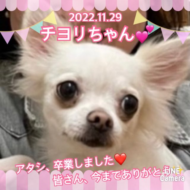 【運命の赤い糸見～つけた💓チワワのチヨリちゃん💕、ビーグルのディアゴ君💕】2022,11,29